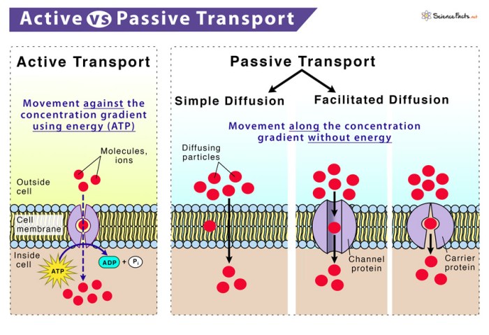 Passive active transport ago years showme