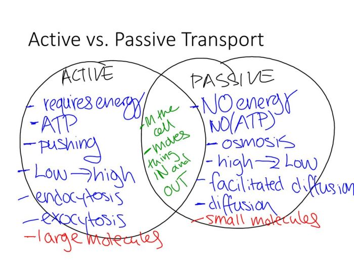 Active vs passive transport venn diagram