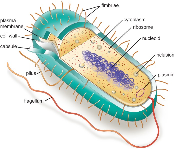 This feature of the prokaryotic cell weegy