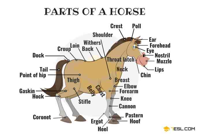 Parts of a horses bloodline