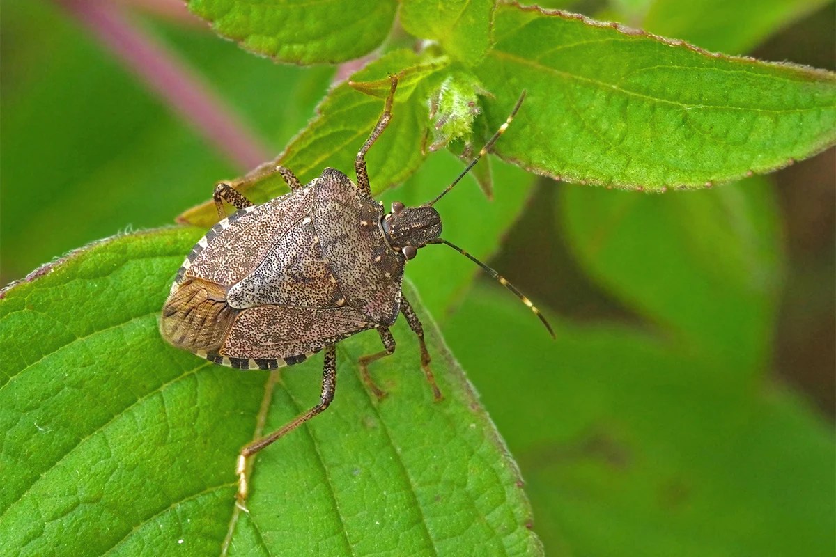 Stink bugs bug ontario spring washington invasive brown pests large invasion look rise ca huffpost doug indoors getty washingtonpost spreading