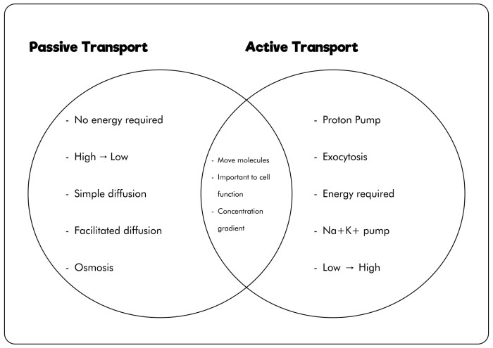 Active vs passive transport venn diagram