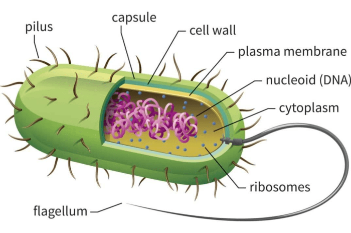 This feature of the prokaryotic cell weegy