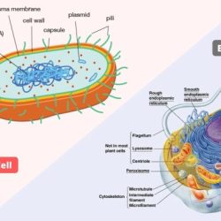 Prokaryotic