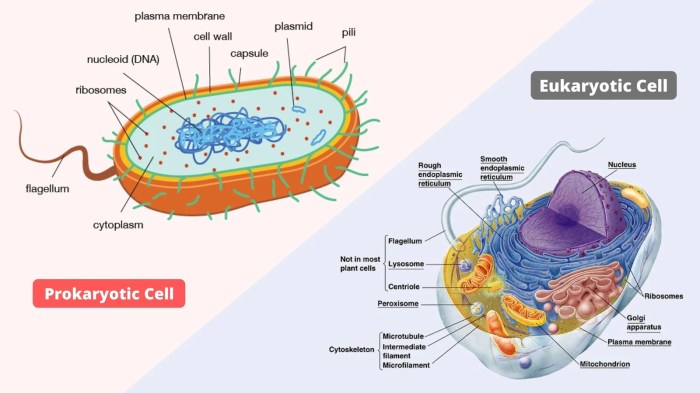 Prokaryotic