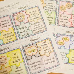 Meiosis puzzle activity answer key