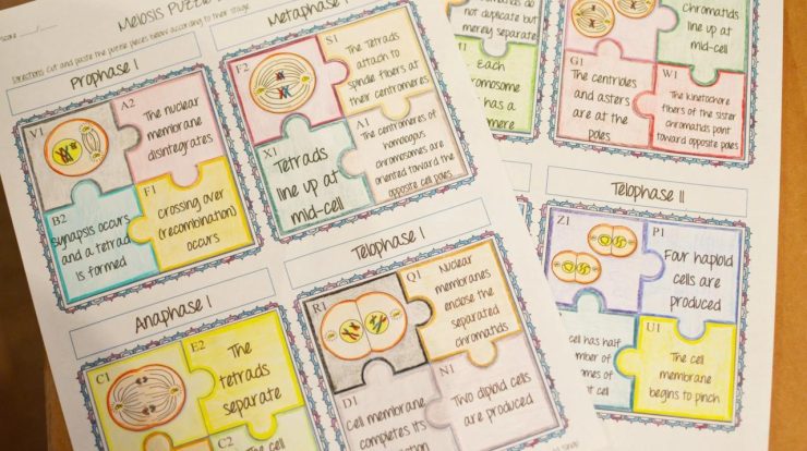 Meiosis puzzle activity answer key