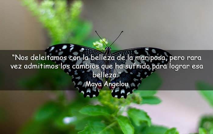 Frases de mariposas y libertad