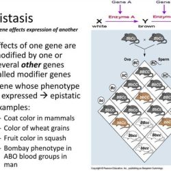 Gizmos mouse genetics two traits answers