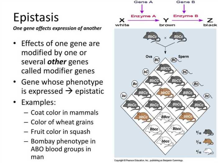 Gizmos mouse genetics two traits answers