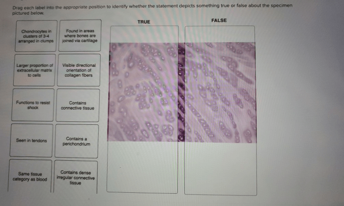 Label each statement as true or false