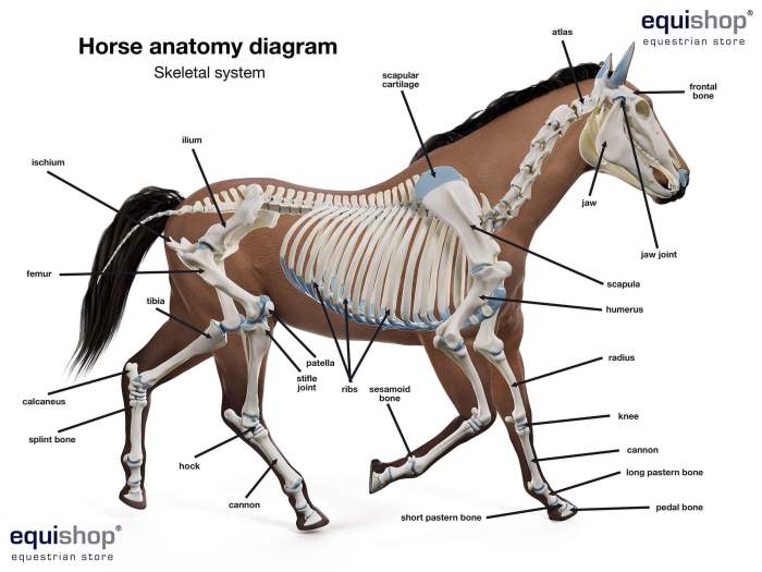 Parts of a horses bloodline