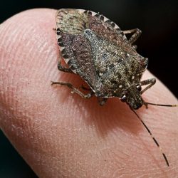 Stink bugs bug invasive insects species controlling stinkbugs rid polar vortex may numerous identifying killed off mouthparts proof fool ways