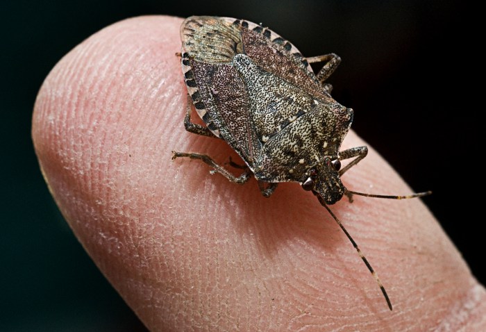 Stink bugs bug invasive insects species controlling stinkbugs rid polar vortex may numerous identifying killed off mouthparts proof fool ways