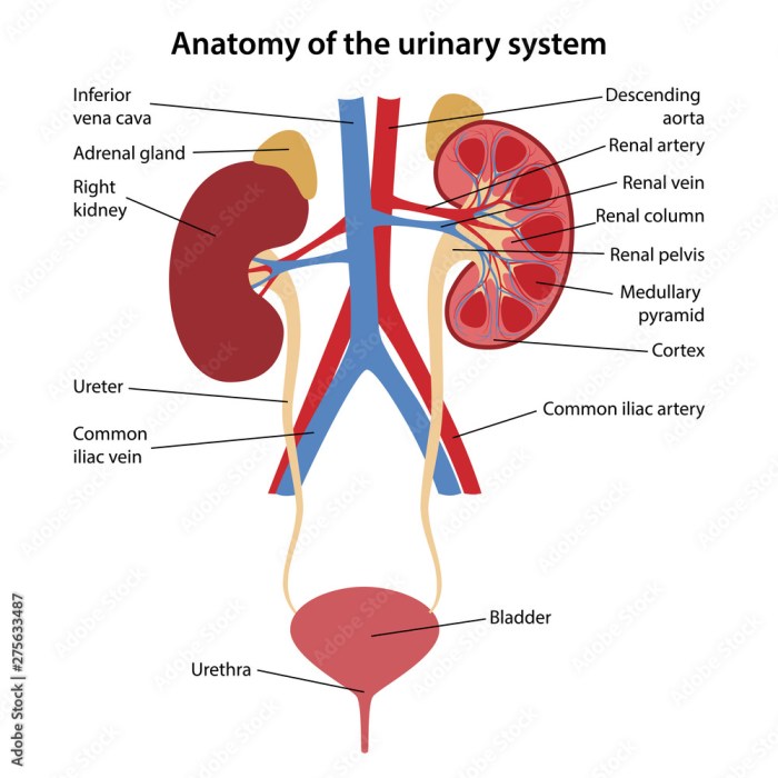 Urinary system parts human labels body bladder filter different kidneys subhaditya edusoft manash