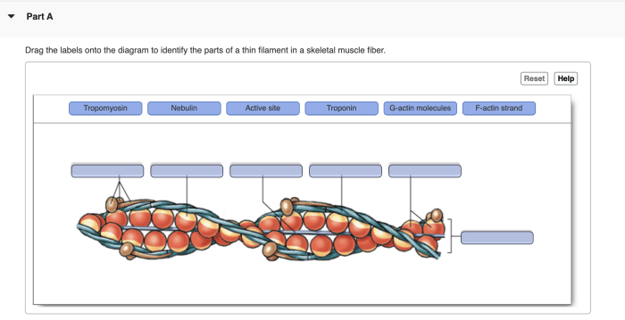 Drag the labels onto the diagram to identify cytoskeletal structures