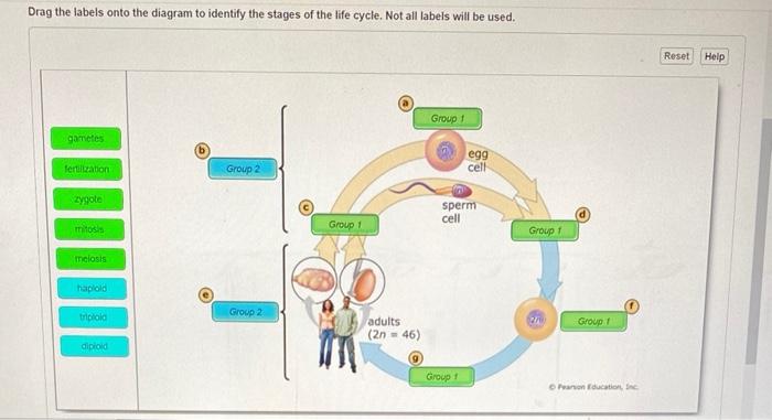 Drag the labels onto the diagram to identify cytoskeletal structures