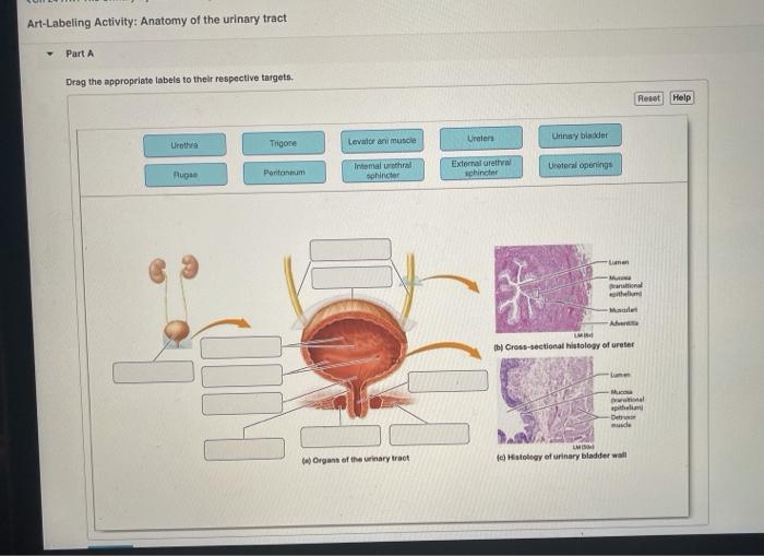 System anatomy urinary chart poster male female body posters anatomical systems diagram physiology 2600 parts urogenital medical paper human laminated