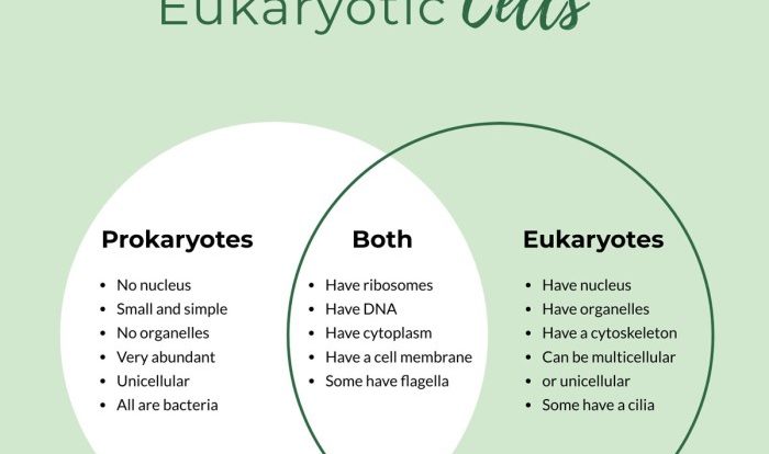 Venn eukaryotic prokaryotic diagram cells compare contrast 7th grade notes counts mrs science class both