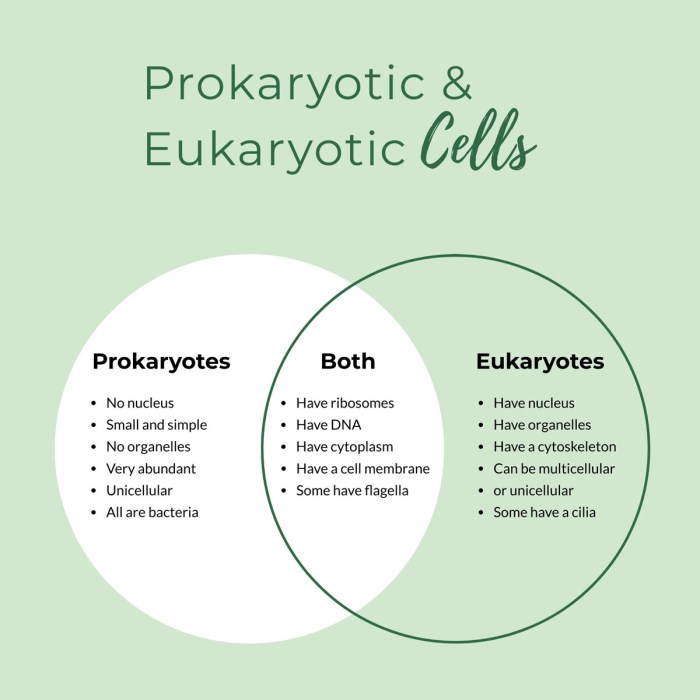 Venn eukaryotic prokaryotic diagram cells compare contrast 7th grade notes counts mrs science class both