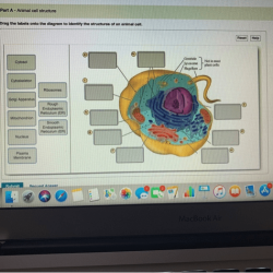 Drag the labels onto the diagram to identify cytoskeletal structures