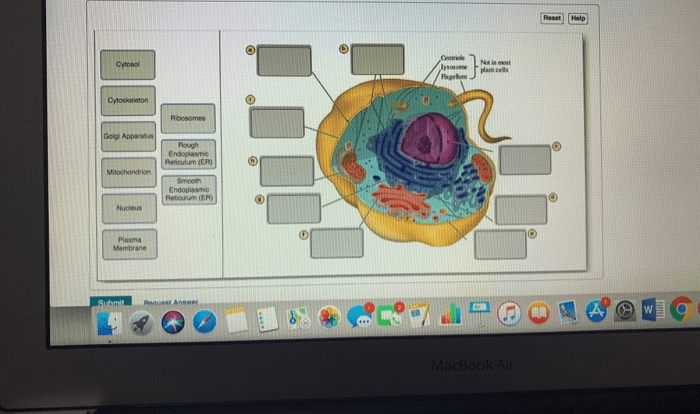 Drag the labels onto the diagram to identify cytoskeletal structures