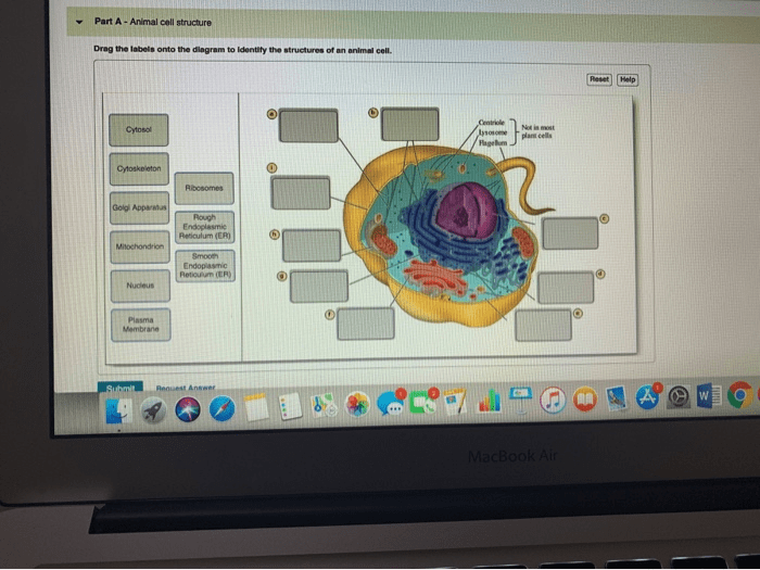 Drag the labels onto the diagram to identify cytoskeletal structures