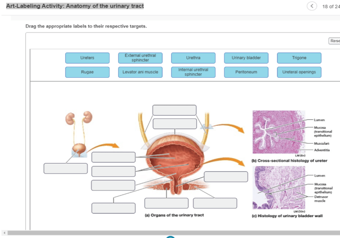 Art-labeling activity: anatomy of the urinary tract