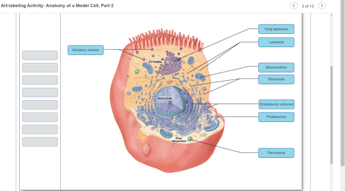 Art-labeling activity: anatomy of the urinary tract